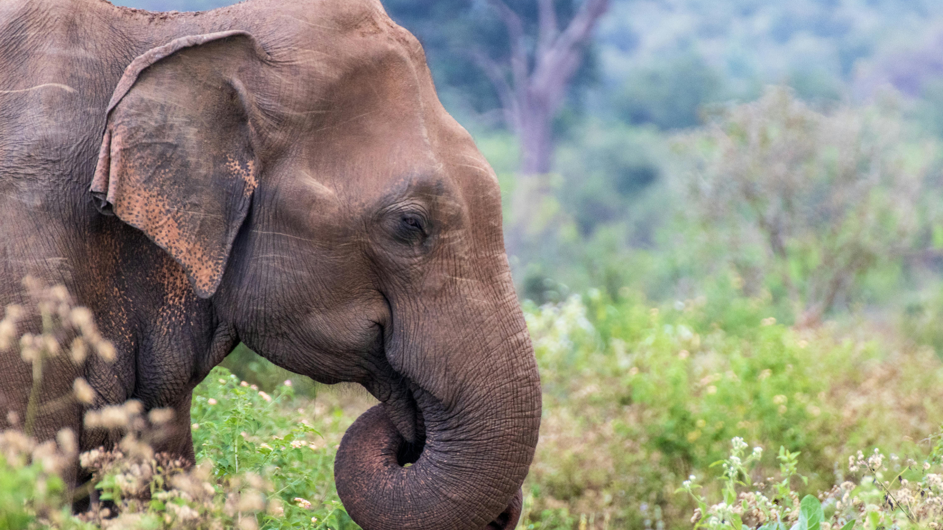 Protégé : Concilier tourisme et biodiversité – Sri Lanka
